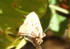 Anteros carausius carausius