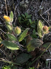 Crocanthemum carolinianum
