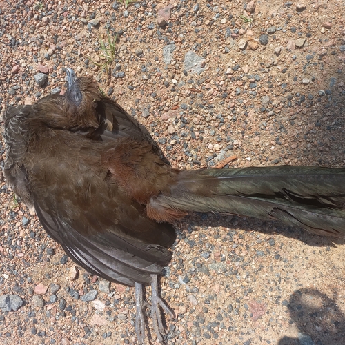 Scaled Chachalaca