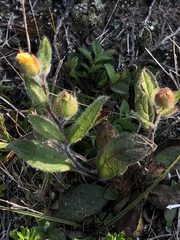 Crocanthemum carolinianum