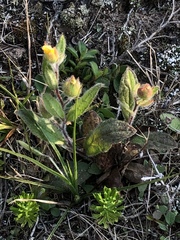 Crocanthemum carolinianum