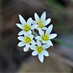 Nothoscordum bivalve