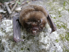 Mormoops megalophylla