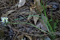 Nothoscordum bivalve