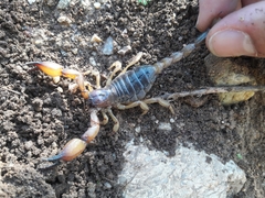 Anuroctonus pococki pococki