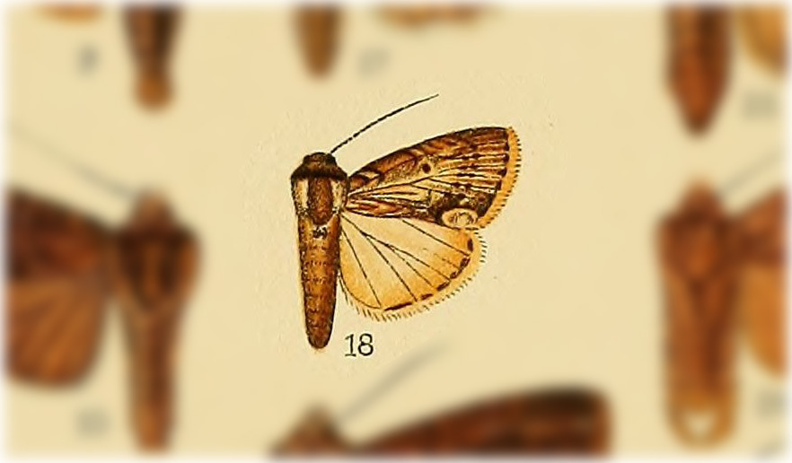 Dypterygia pallida