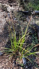 Carex corynoidea