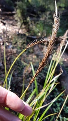 Carex corynoidea
