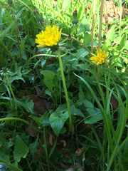 Taraxacum officinale