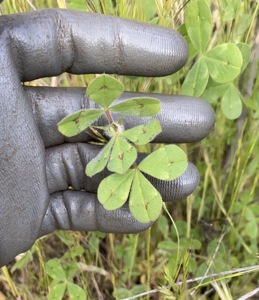 clovers from Glendale, CA, US on November 12, 2023 at 0755 AM by