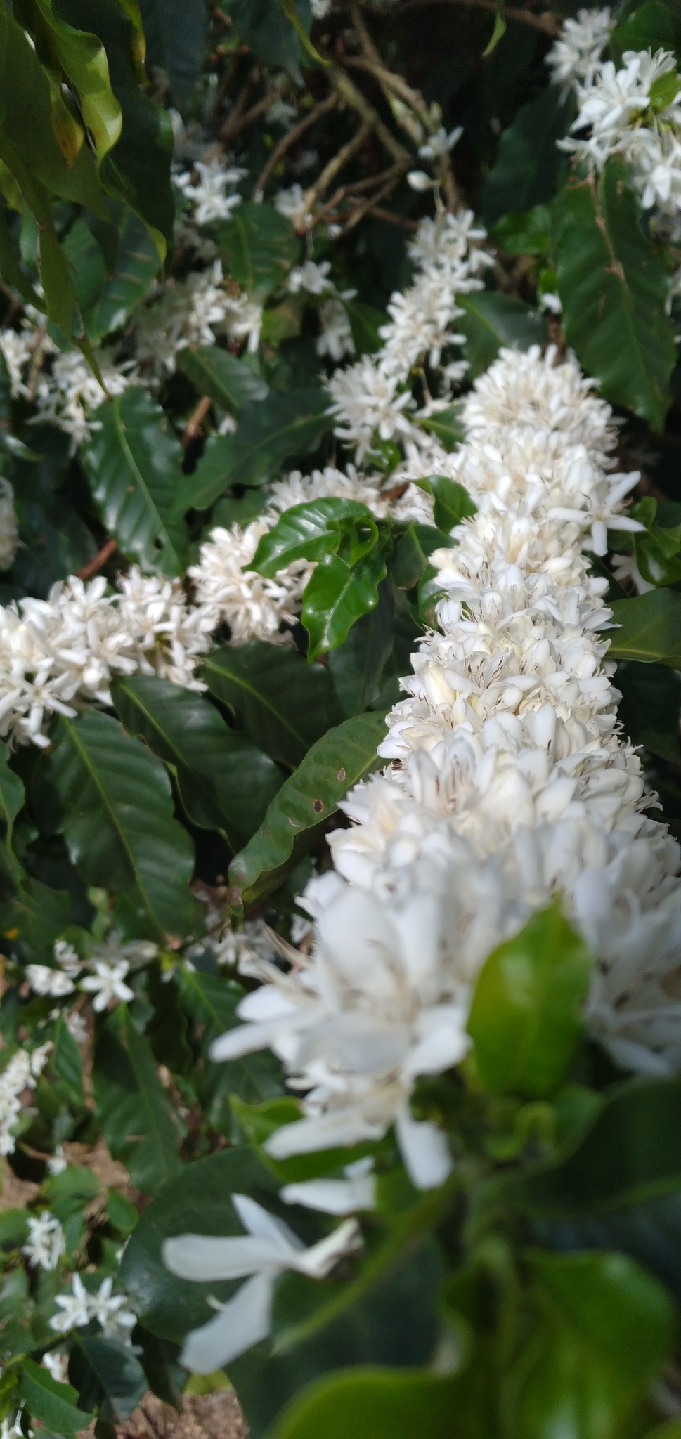 Coffea arabica