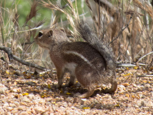 Harris' Antelope Squirrel
