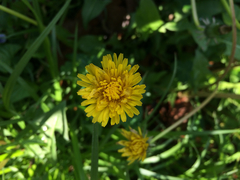 Taraxacum officinale