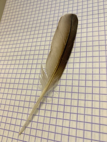 Plume de Plongeon catmarin