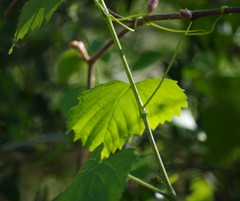 Vitis rotundifolia