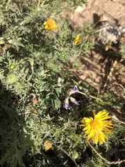 Astragalus nuttallianus austrinus