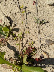 Chorizanthe procumbens
