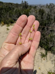 Chorizanthe procumbens