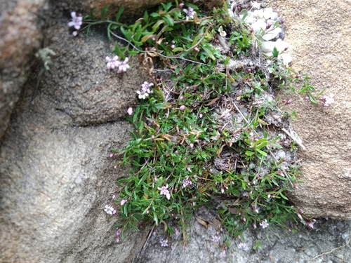 Image of Lobelia eckloniana by (c) De Waal Hugo, some rights reserved (CC BY)
