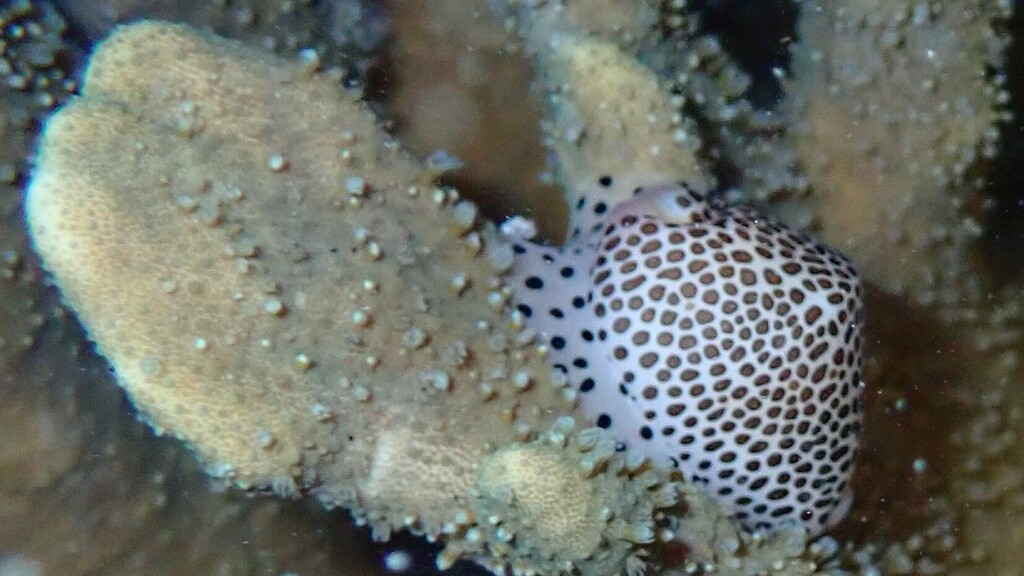 Common calpurnus