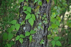 Toxicodendron radicans