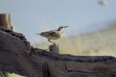 Sturnella magna lilianae