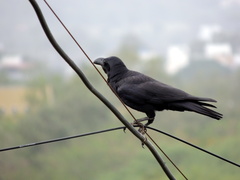 Corvus macrorhynchos culminatus