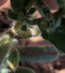 Lappula occidentalis