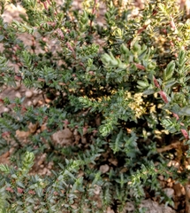 Atriplex matamorensis