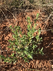 Lappula occidentalis