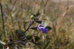 Salvia ramamoorthyana