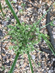Cyperus virens