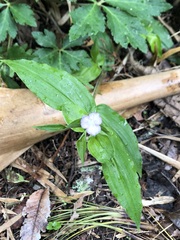 Tradescantia poelliae image