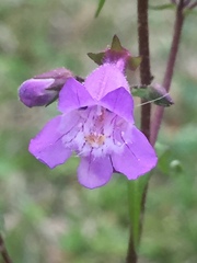 Penstemon tenuis