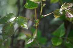 Toxicodendron radicans