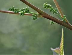 Toxicodendron radicans