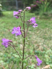 Penstemon tenuis