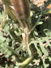 Oenothera albicaulis