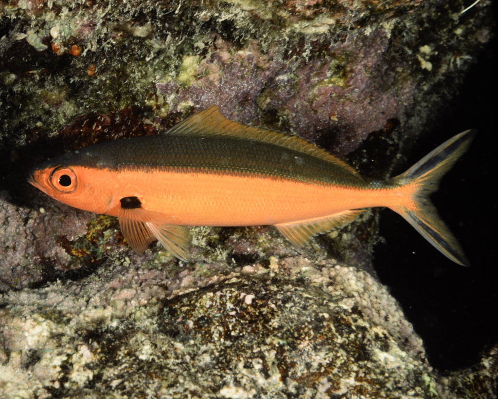Dark-banded Fusilier