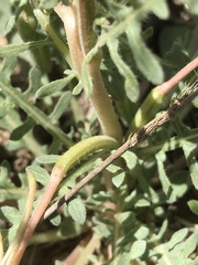 Oenothera albicaulis