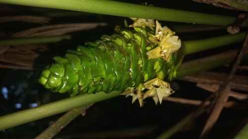Goeppertia monophylla (Goeppertia monophylla)