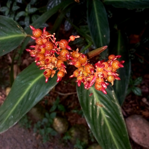 Stromanthe thalia