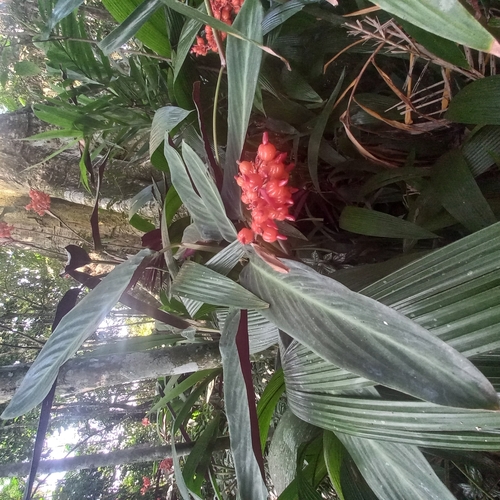 Stromanthe thalia