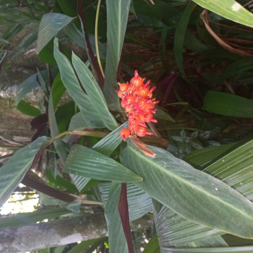 Stromanthe thalia
