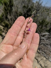 Sairocarpus