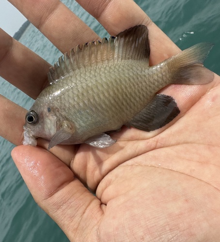 Bintan damsel (Pomacentrus bintanensis) — Pomacentridae — 3