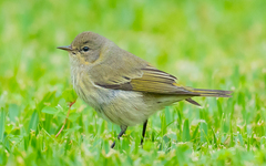 Cape May Warbler photo 3