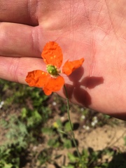 Papaver californicum