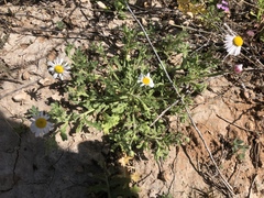 Aphanostephus riddellii