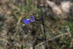Salvia ramamoorthyana